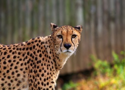 Gepard pozujący do zdjęcia