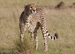 Gepard przy kępce trawy