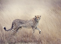 Gepard w trawie obserwuje otoczenie