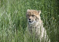 Dziki, Kot, Gepard, Trawa