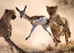 Gepardy polujące na antylope