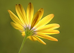 Żółta, Gerbera, Płatki