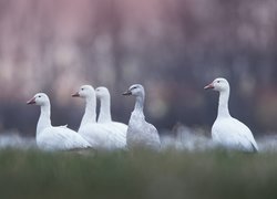 Ptaki, Gęsi, Śnieżyce duże, Trawa, Rozmycie