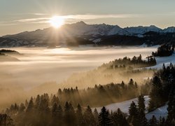 Gęsta mgła nad lasami w blasku wschodzącego słońca nad górami