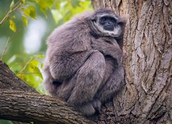 Gibbon srebrzysty na drzewie