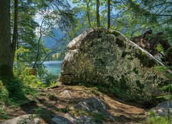 Głaz pomiędzy drzewami