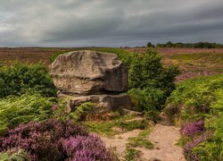 Głaz pośród wrzosów w Parku Narodowym Peak District