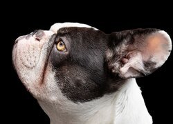 Buldog francuski, Pies