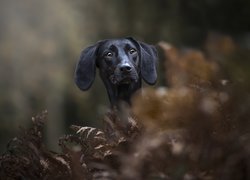 Głowa czarnego psa z długimi uszami