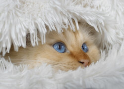 Głowa niebieskookiego kota pod kocem