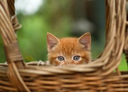 Głowa rudego kota wystająca z wiklinowego kosza