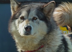 Pies, Alaskan Malamute