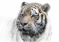 Głowa tygrysa na białym tle