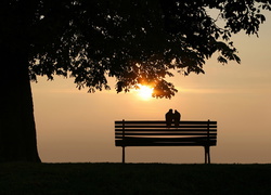 Gołąbki na ławce pod drzewem o zachodzie słońca