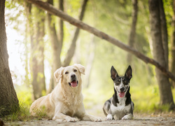 Golden retriever i australian cattle dog na leśnej ścieżce