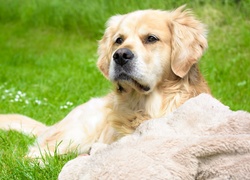 Golden retriever leży na trawie obok kocyka