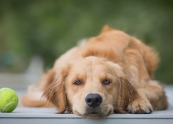 Pies, Golden retriever, Mordka, Piłeczka