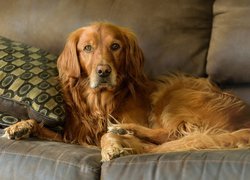 Pies, Golden retriever, Kanapa