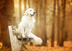 Golden retriever na ławce