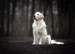 Pies, Golden retriever