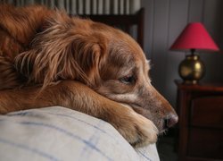 Golden retriever na łóżku