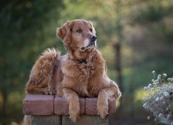 Golden retriever, Murek, Rośliny, Rozmyte tło