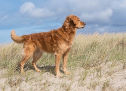 Golden retriever na piaszczystej wydmie