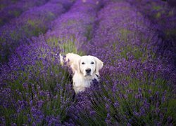 Golden retriever na polu lawendy