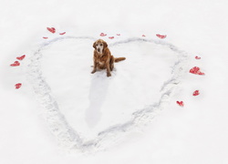 Golden retriever na śniegowym sercu