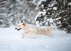 Golden retriever na śniegu