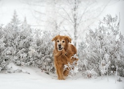 Golden retriever na śniegu między oszronionymi krzewami