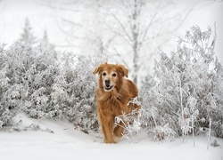 Golden retriever, Zima, Szron, Krzewy