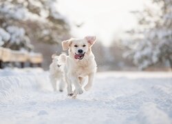 Golden retriever na śniegu