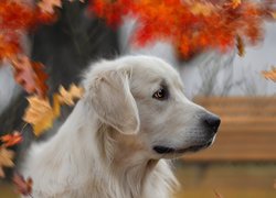 Pies, Golden retriever, Liście