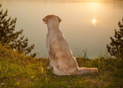 Golden retriever nad brzegiem jeziora