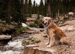 Pies, Golden retriever, Rzeka, Kamienie, Las, Drzewa