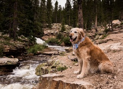 Golden retriever nad rzeką