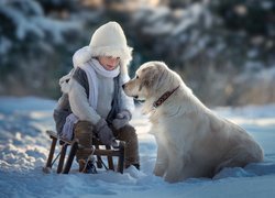 Golden retriever obok dziecka na sankach