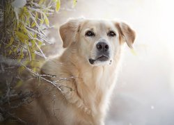 Golden retriever obok oszronionych gałązek