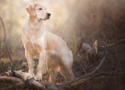 Golden retriever oparty łapkami o gałęzie