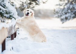 Golden retriever oparty o płot