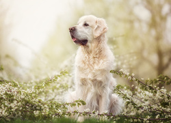 Pies, Golden retriever, Gałązki, Kwiaty
