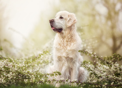 Golden retriever pośród kwitnących gałązek