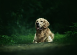 Pies, Golden retriever, Rośliny, Rozmyte, Tło