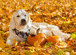 Golden retriever przy dyniach wśród liści