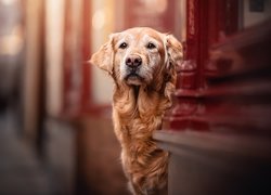 Pies, Golden retriever, Ściana