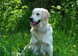 Golden retriever przysiadł na zielonej trawie