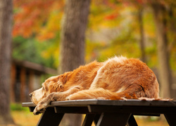 Golden retriever relaksuje się na ławce