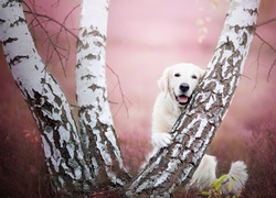 Golden retriever schowany za pniem brzozy
