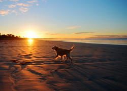 Golden retriever spacerujący po plaży w blasku wschodzącego słońca